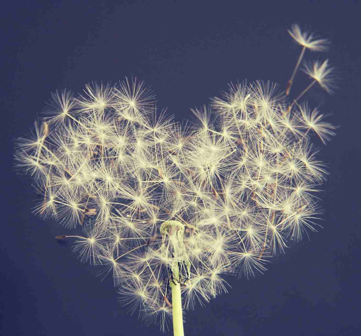 dandelion flower seeds in shape of heart with some seeds ready to fly away on wind